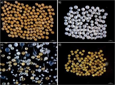 The Glomeromycota in the Neotropics